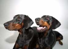 2dobes